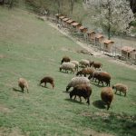 Agro-tourism project