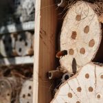 wildlife hotel expansion