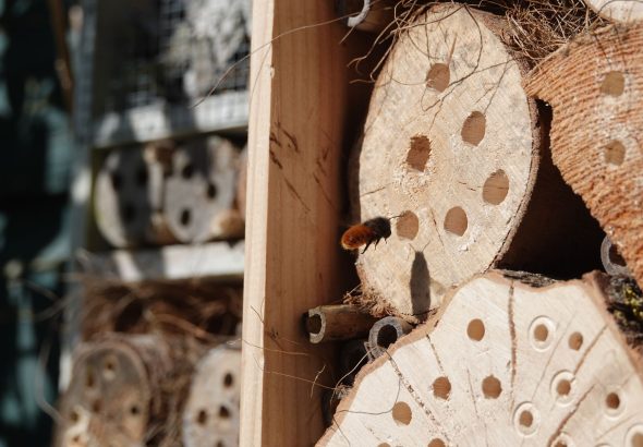 wildlife hotel expansion