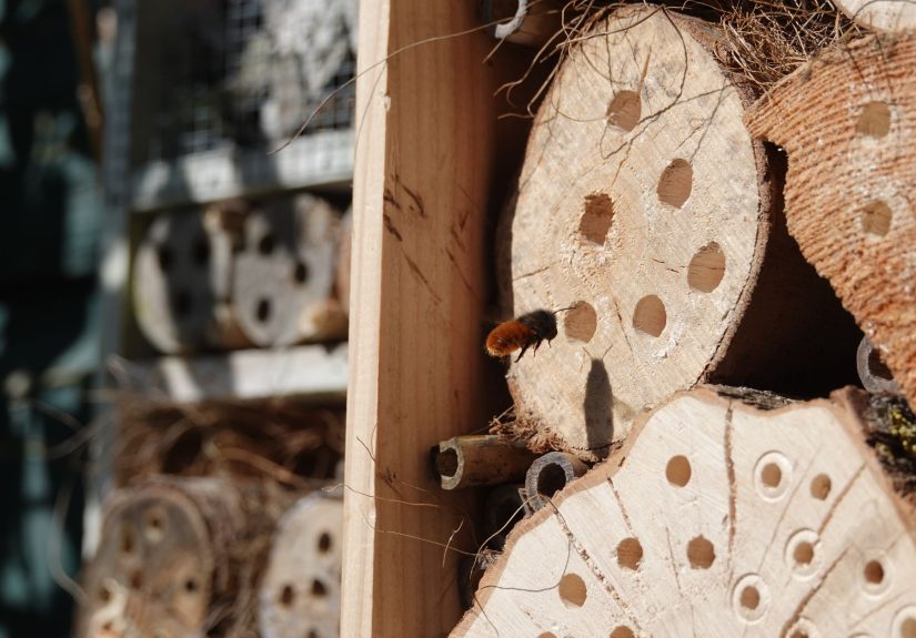 wildlife hotel expansion