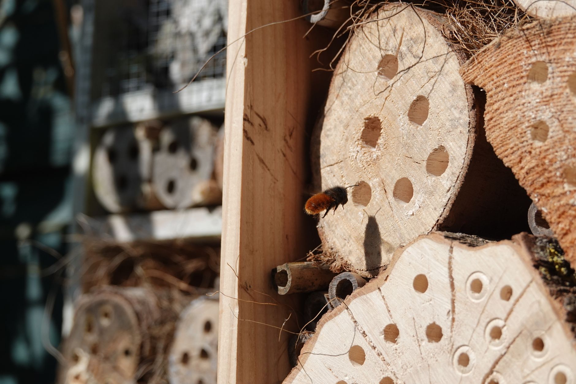 wildlife hotel expansion